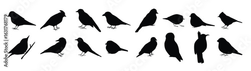 Winter Birds Set