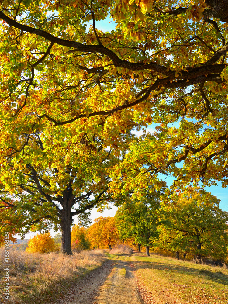 Fototapeta premium Via Transilvanica trail among oak trees in autumn colours