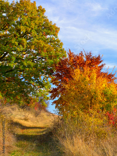 Autumnal colours and blue skies. Stunning beauty!