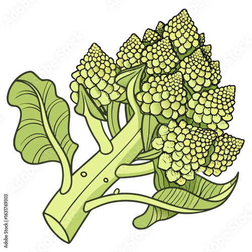 broccoli vector illustration