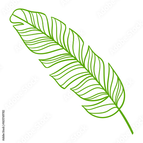 Linear banana palm leaf. Decorative image of tropical foliage and plant.