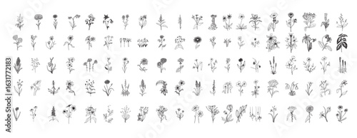 Flowers Illustrations in Art Ink Style vector