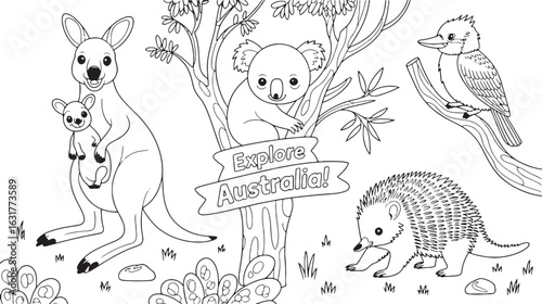 Coloring page of Australian animals kangaroo koala kookaburra and echidna vector illustration