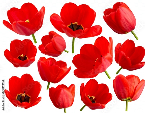 Wallpaper Mural A collection of red tulips Torontodigital.ca