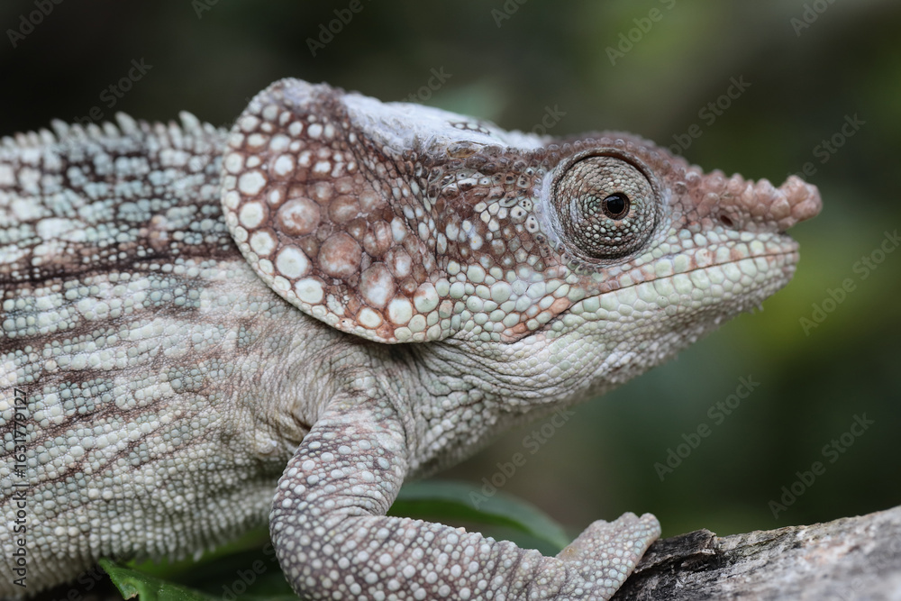 Naklejka premium Short-horned Chameleon