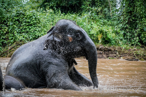 Photography the elephant is playing water in the nature with dramatic tone