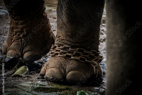 Photography chain and elephant leg with dramatic tone