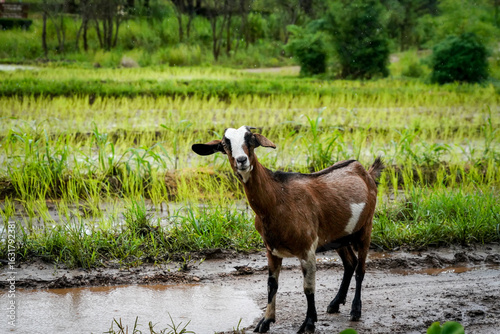 goat in the nature with dramatic tone