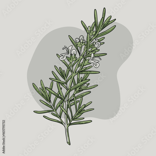 Hand-drawn botanical illustration of a fresh flowering rosemary sprig. Vector sketch of a culinary and medicinal herb with blossoms.
