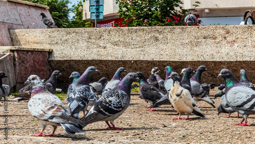 Animals, Nature, Domestic animals, Еurope, Eastern Europe, Romania - Canon EOS 4000D Lens: EF-S 18-55mm f/3.5-5.6 IS II