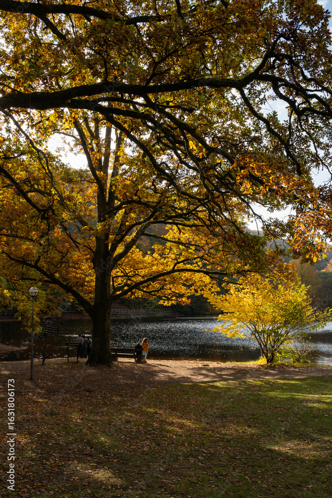Naklejka premium A Beautiful, Scenic Autumn Pathway that is Surrounded by Colorful and Vibrant Trees