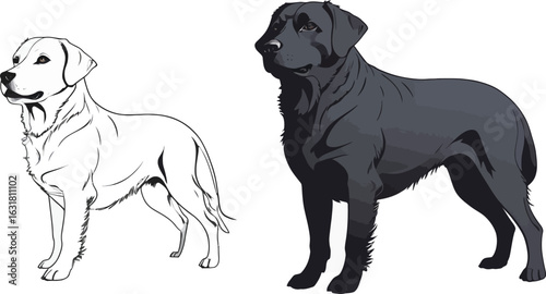 Two cute black Labrador retriever puppies are sitting, looking at the camera on a white background