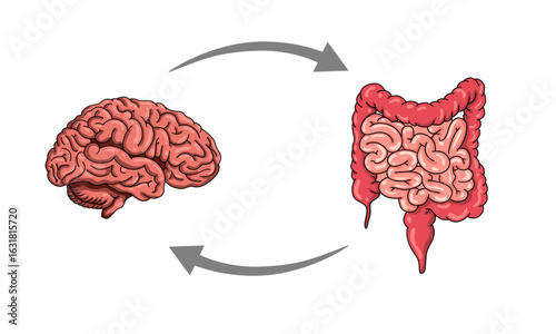 Gut-brain connection. The enteric nervous system in the human body. Signals from the brain to the digestive tract. Vector illustration for medical posters, clinics, or science studies.