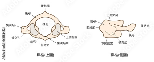 第一頸椎（環椎）の解剖学、上面図と側面図のイラスト