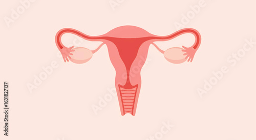 Anatomical diagram of the human uterus and ovaries. Gynecological health and medicine concept.