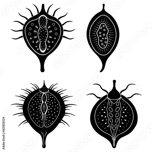 Four black and white stylized seed pod illustrations with unique internal and external features shown