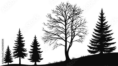 Silhouette of Coniferous and Deciduous Trees on a Hillside.