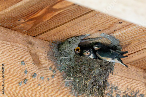 Rauchschwalben, Nest mit Küken.