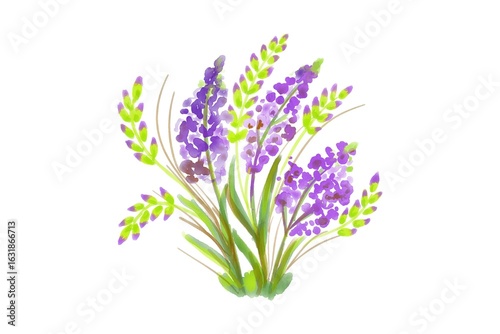 Lavender flowers
