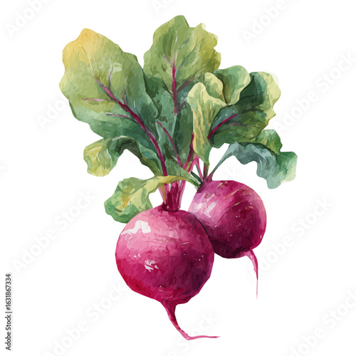 Elegant watercolor art of beetroot with greens, soft artistic strokes, isolated on a clean white background, vector-based EPS illustration. simple design, red beetroot