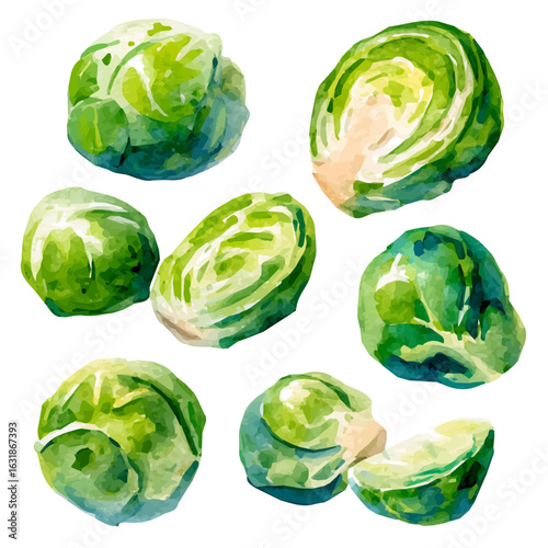 Aesthetic hand-painted watercolor of Brussels sprouts, featuring soft tones and artistic simplicity, isolated on white, EPS vector ready. EPS vector design, green Brussels sprouts collection