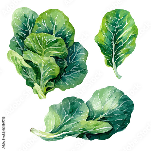 Botanical collard greens from the side artwork in a dreamy watercolor style, AI-assisted vector design in EPS format, isolated against a pure white background.