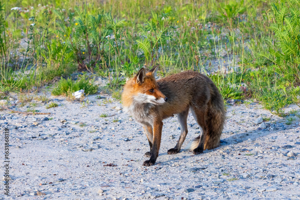 Obraz premium Strandfuchs Paula in Zingst.