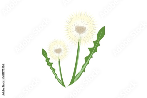 white dandelion flower vector illustration
