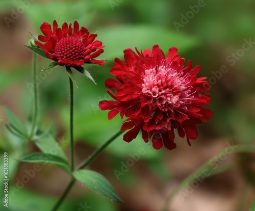 Red Knautia macedonica, the Macedonian scabious in flower, in the wild,