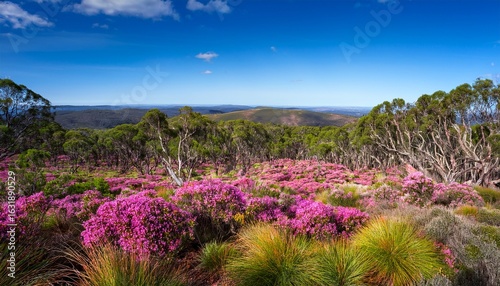australian bush in flower in john forrest national park in the perth hills