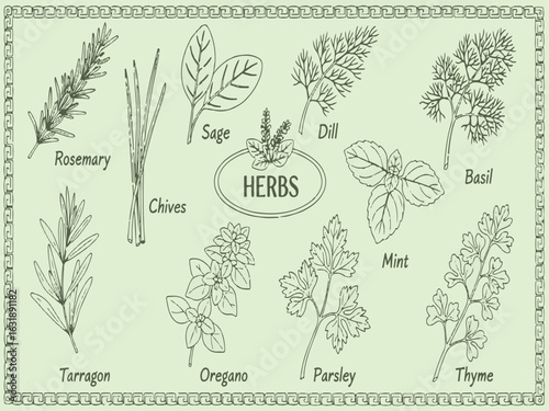 Illustration of assorted herbs with labels