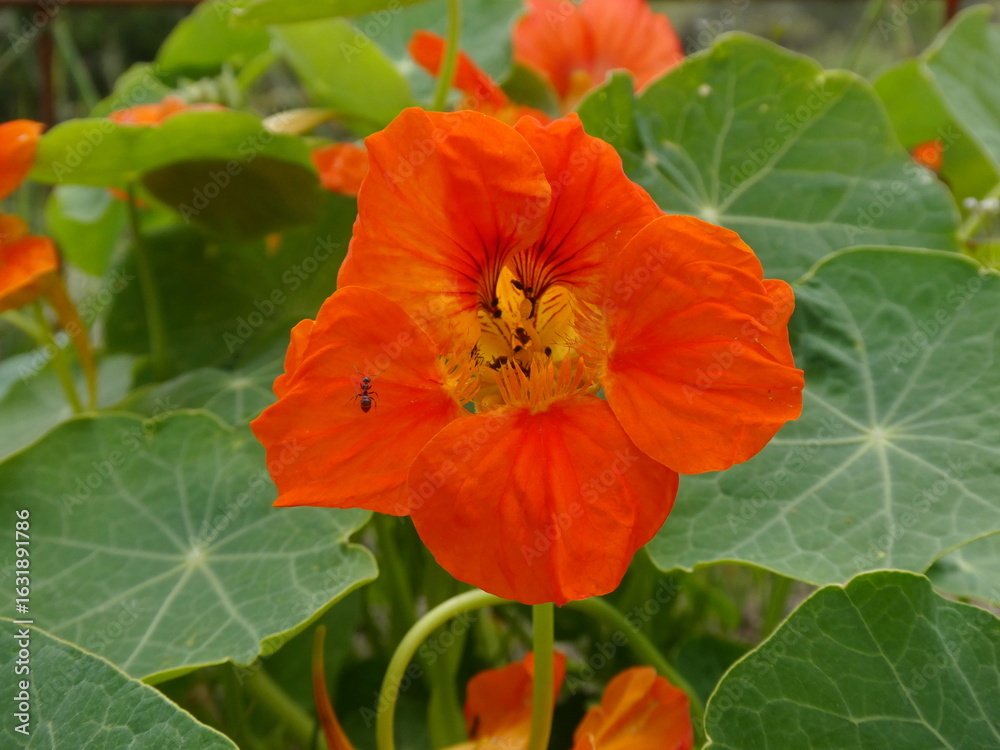 Fototapeta premium Ant on Bright Orange Nasturtium Flower