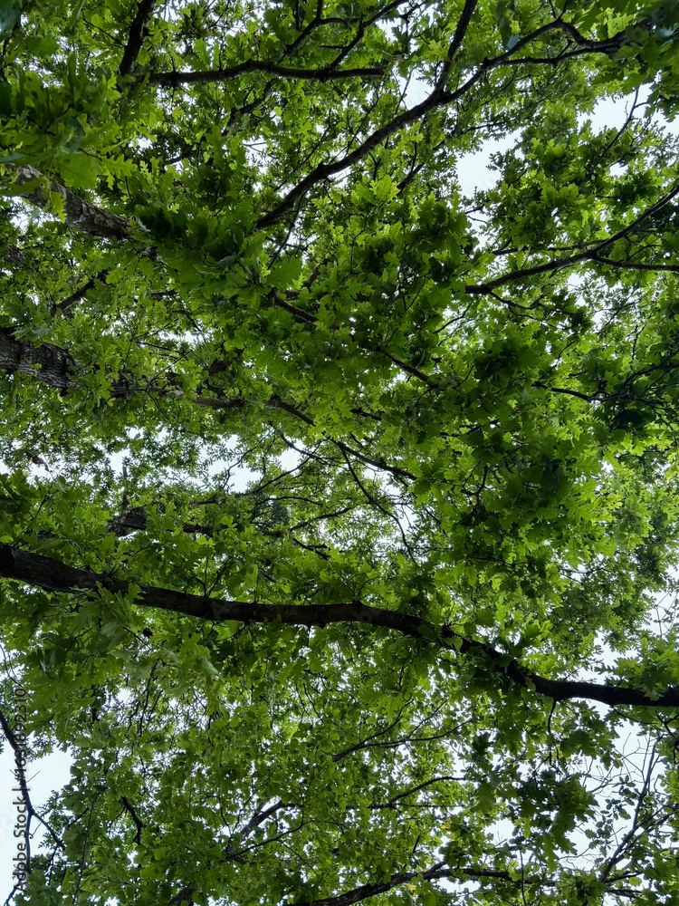 Fototapeta premium Looking Up Through a Dense Green Tree Canopy