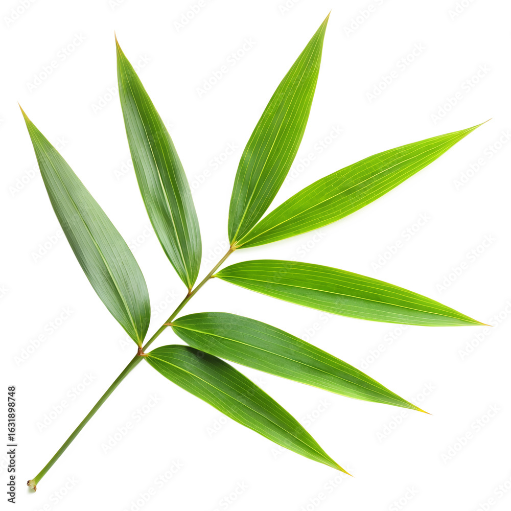 Fototapeta premium Green bamboo leaf isolated on transparent background