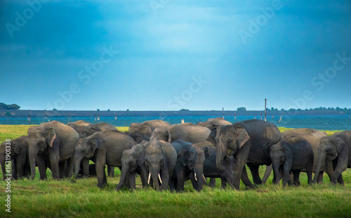 Sticker Sri lankan asian elephant tuskers and herd of elephants roaming around national parks of sri lanka
