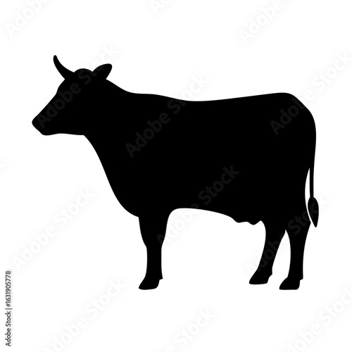 black and white cow