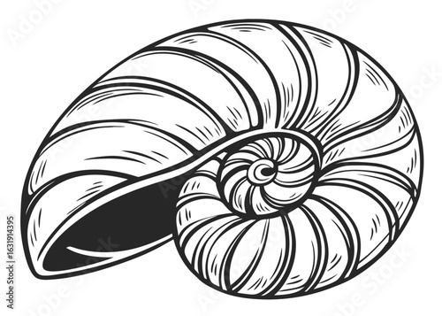 Artistic black and white illustration of a nautilus shell depicting elegance and natural form on white background
