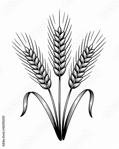 wheat, grain, agriculture, ears, harvest, farm, crop, illustration, black, white, botanical, plant, vintage, sketch, drawing, lineart, nature, rural, organic, field, farming, barley, food, natural, gr