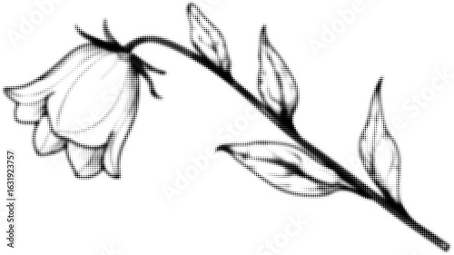 Elegant black and white illustration of a bellflower on a stem with leaves