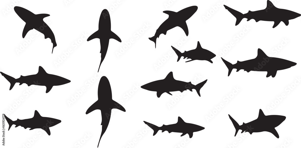 Fototapeta premium shark swimming silhouette