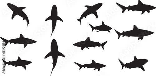 shark swimming silhouette