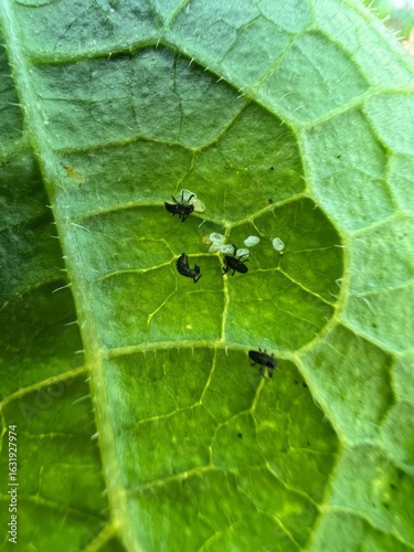 Фотография A vivid close-up of aphids on a leaf, embodying nature's microcosmic ecosystem,