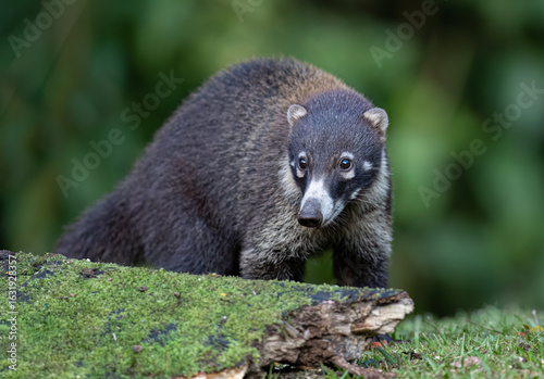 White-nosed Coati coatimundi in Costa Rica