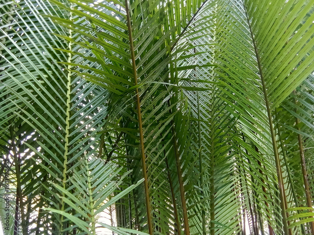 Fototapeta premium Nipah plants (scientific name: Nypa fruticans) near the seashore.