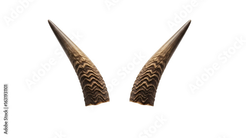 Animal Horns Vector 