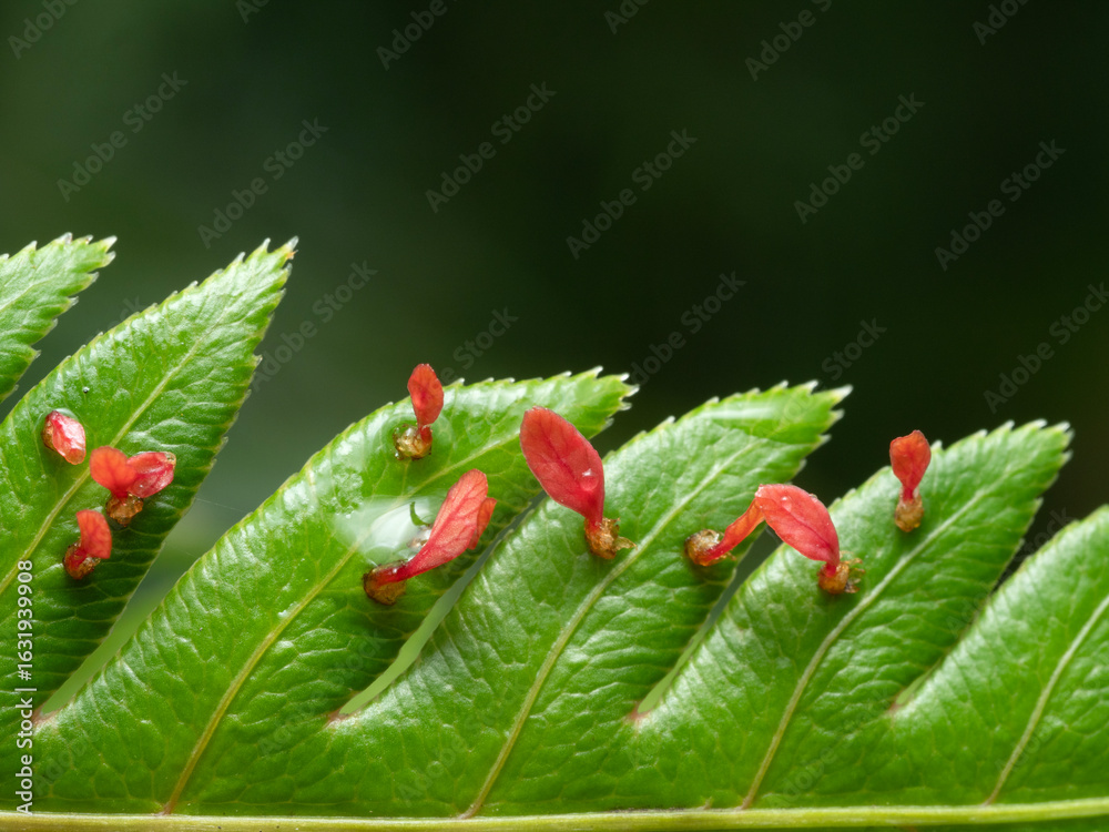 Fototapeta premium Red fern sprouts growing from large fern leaves for nature background.