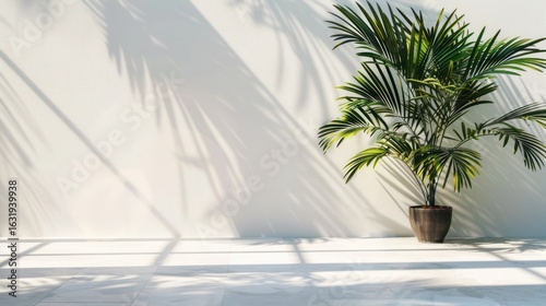 Wallpaper Mural Palm tree against white wall casting shadows creating a calm and minimalist studio space Torontodigital.ca