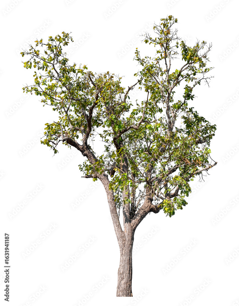 Obraz premium tree isolated on transparent background with clipping path and alpha channel
