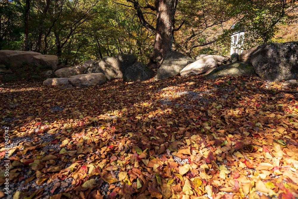 Obraz premium Autumn Leaves Carpet in a Tranquil Forest