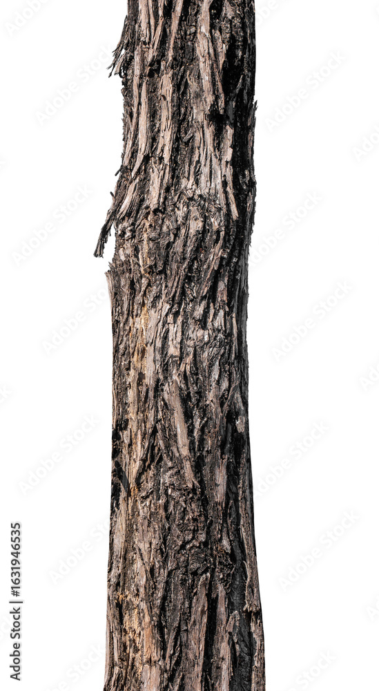 Fototapeta premium Trunk of a tree Isolated On transparent Background.
